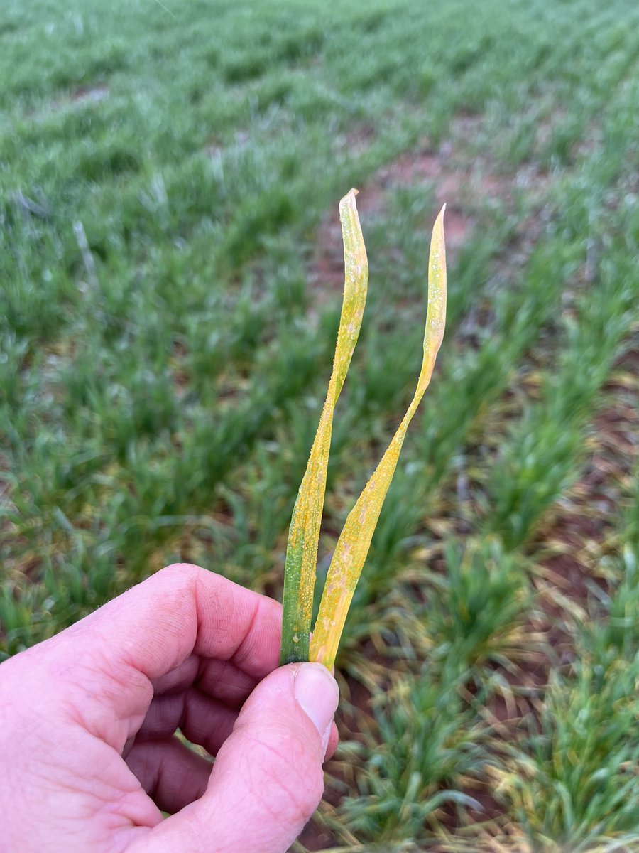 Stripe rust 2024 around the grounds. Keen to get understanding of where you are and are not seeing it so far in terms of variety and fungicide strategy with photo proof.
<a href="/mickharris85/">Mick Harris</a> kicking it off with Flanker 10k SW Narromine no flutriafol at sowing. <a href="/theGRDC/">GRDC</a> @NSWDPI_AGRONOMY