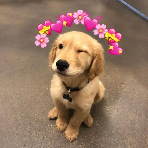 WINK WINK MFER
$GOLDY