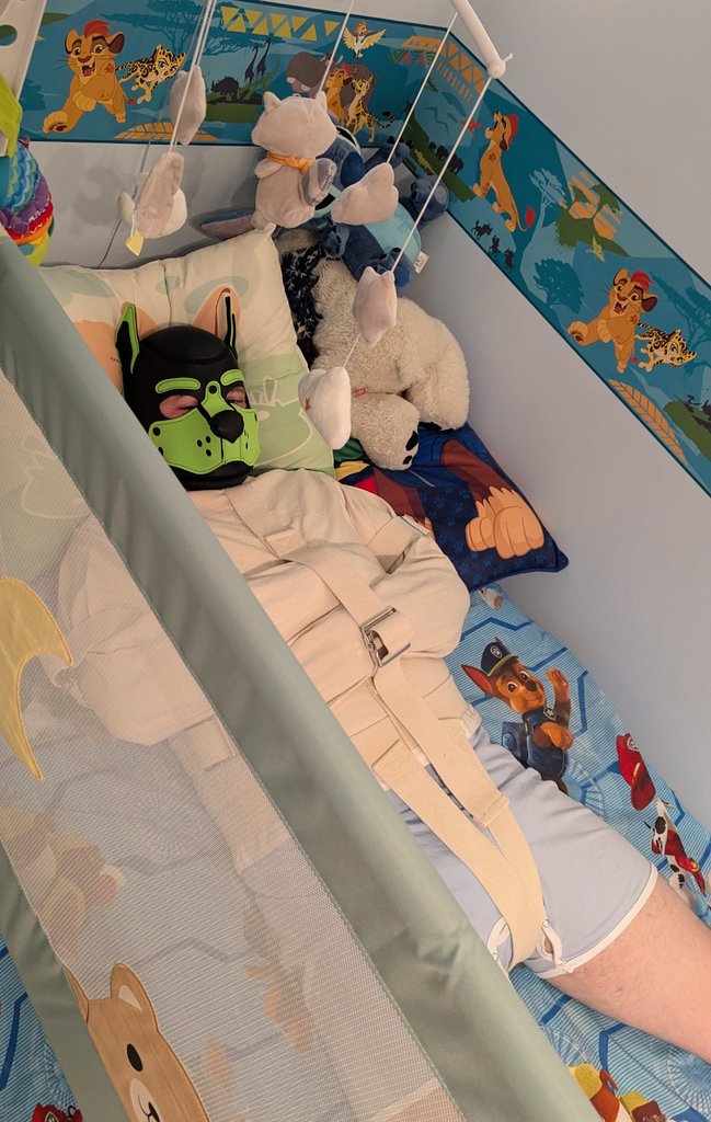 Inu_Chu's tweet photo. Puppies like to try to act all big and tough, but put them in a diaper and a straitjacket and they fall right asleep. https://t.co/gcnZlI76pL
