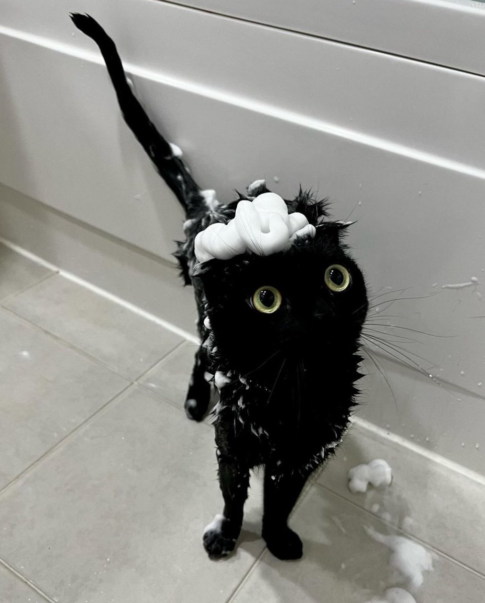 PunchingCat's tweet image. void taking a bath 🧼