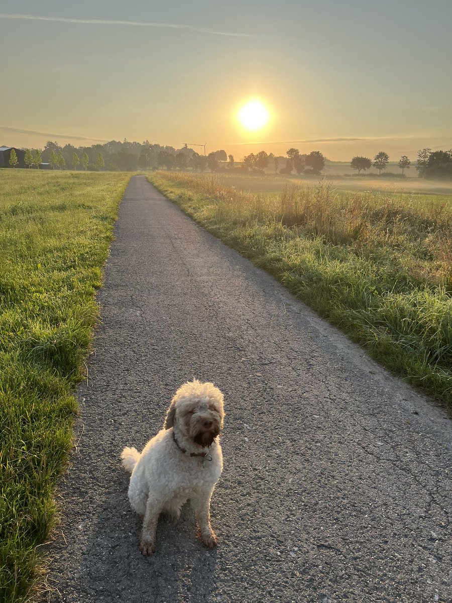 ChristinaMTolan's tweet photo. Morning sunshine ☀️ https://t.co/SkSneBu3PP