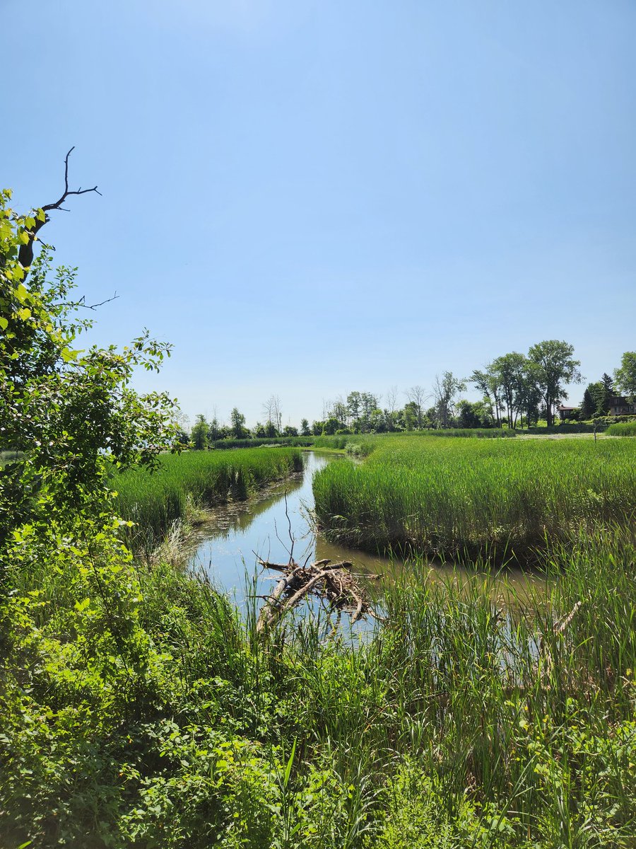 SojkaAnn's tweet photo. #RattrayMarsh  this morning 
#CVC_CA https://t.co/P9jeZ2sbHN