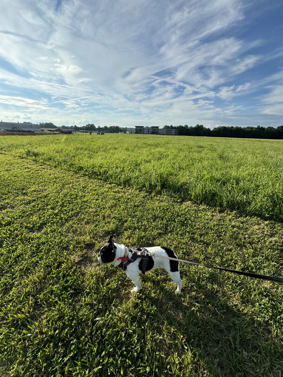 BonjourNino's tweet photo. Happy #CowDog Friday 🐄 https://t.co/Vt5INYm3Yz