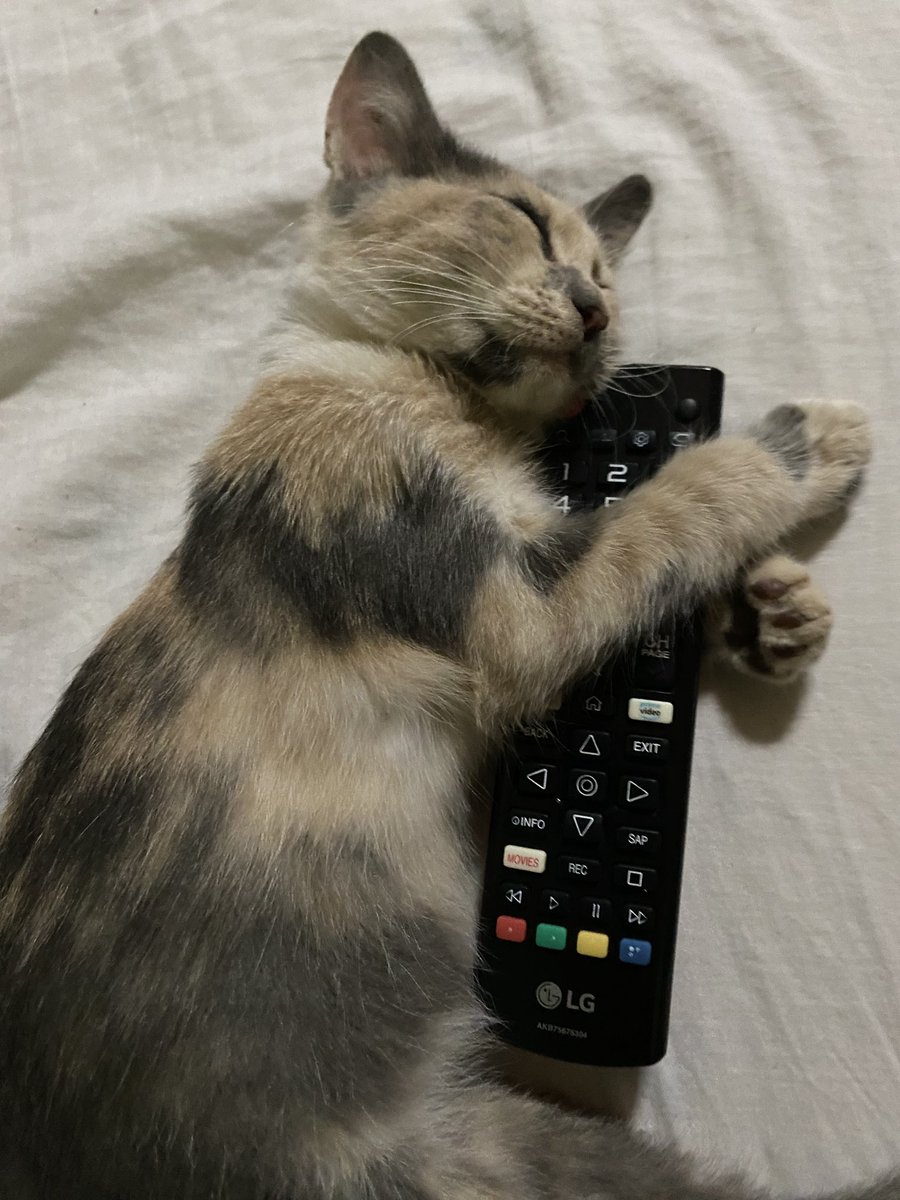 alfonzraq's tweet image. Busco a mi gatita Anís 💔
desapareció el martes 16/07 en el barrio Espíritu Santo, San Lorenzo. Zona Capilla San Antonio de Padua, Pratt Gill y República de Croacia, Kingo.
Ella tiene 6 meses, aproximadamente, no tenía collar, es chiquita todavía.
Cualquier info 0981103675 🥺🙏🏻