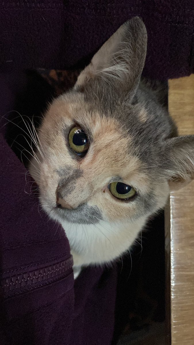 alfonzraq's tweet image. Busco a mi gatita Anís 💔
desapareció el martes 16/07 en el barrio Espíritu Santo, San Lorenzo. Zona Capilla San Antonio de Padua, Pratt Gill y República de Croacia, Kingo.
Ella tiene 6 meses, aproximadamente, no tenía collar, es chiquita todavía.
Cualquier info 0981103675 🥺🙏🏻