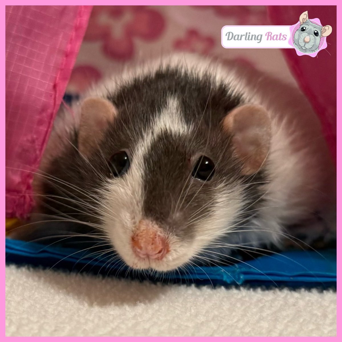 Darling Rats tweet media