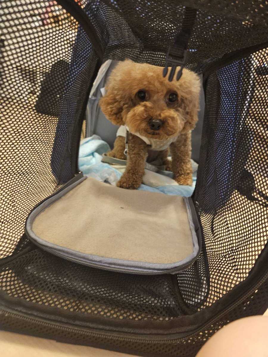 Cocomona9653's tweet photo. 今日のあんじゅ🐶
キャリーバッグお気に入りでずっと入ってる😍 https://t.co/SRqfky3491