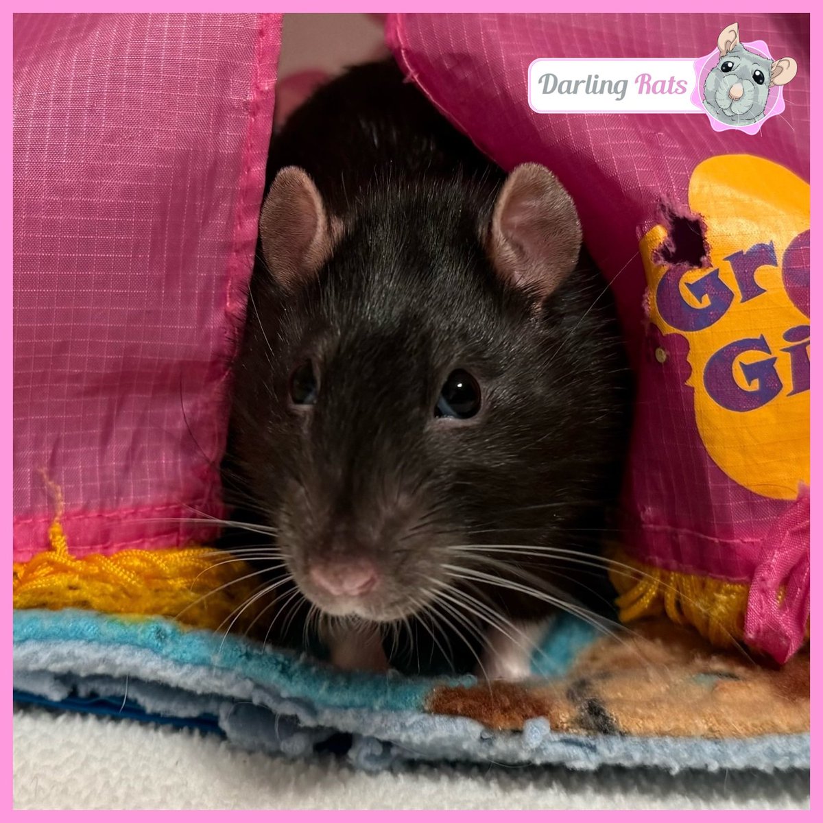 Darling Rats tweet media