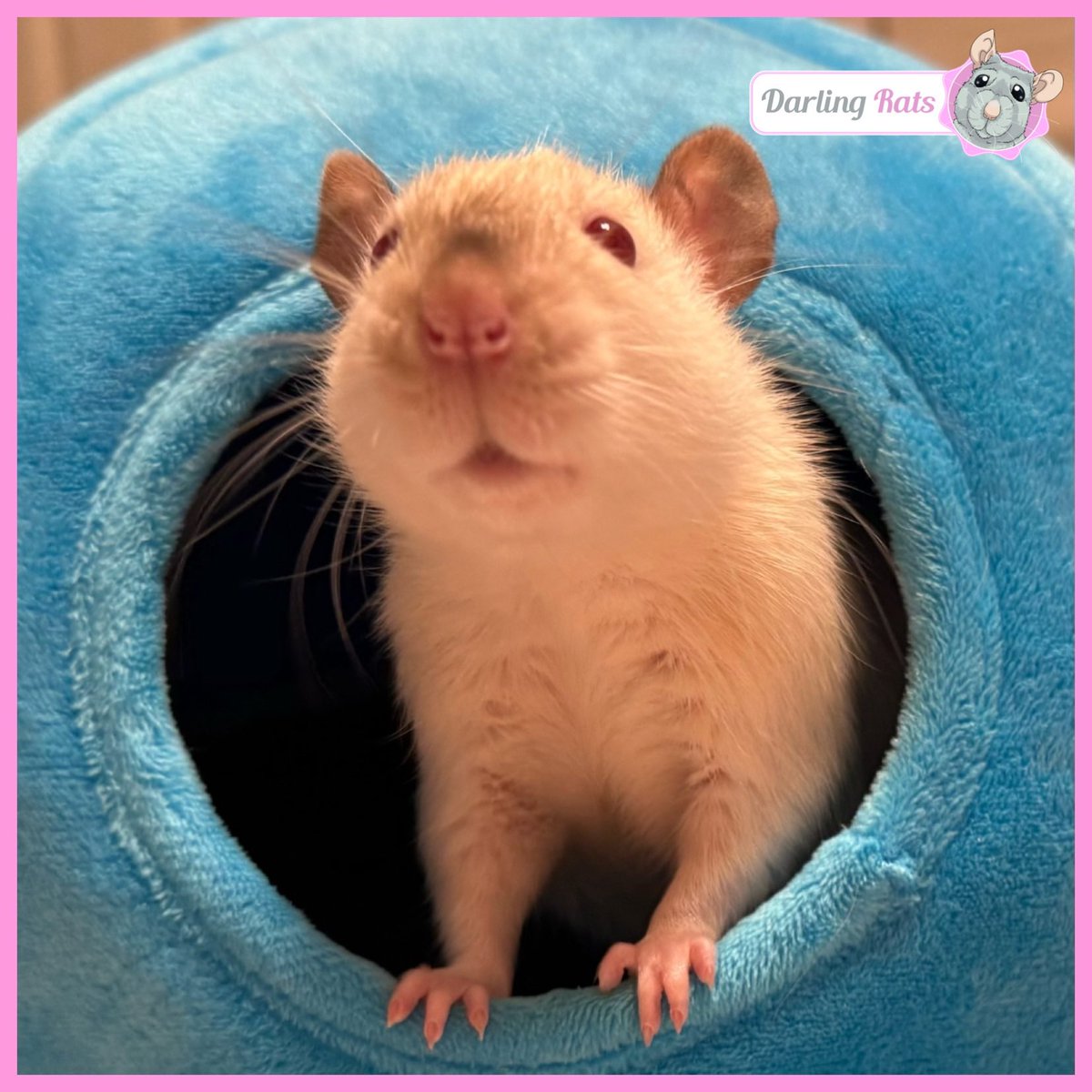 Darling Rats tweet media