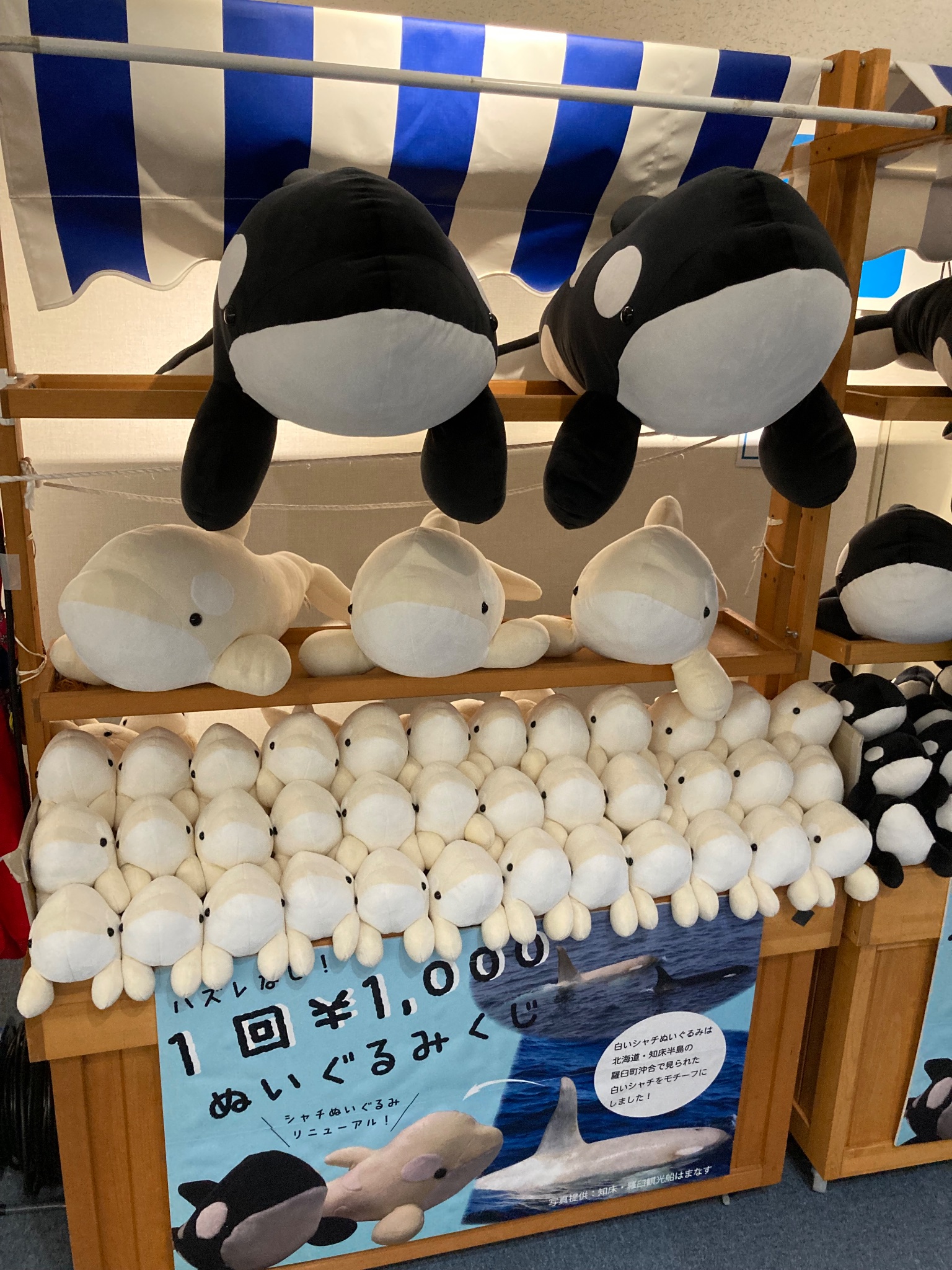 名古屋港水族館シャチくじ | symposium.rest 名古屋港水族館シャチくじ | symposium.rest