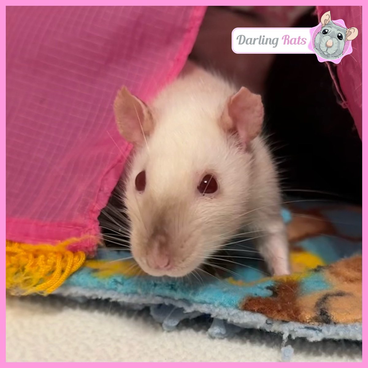 Darling Rats tweet media