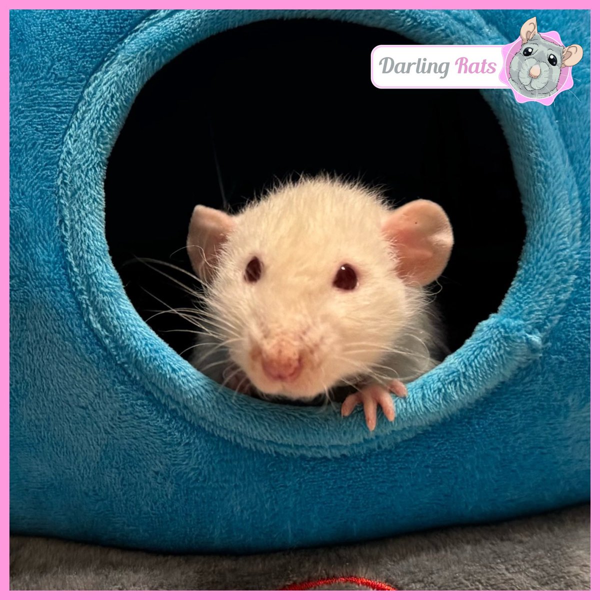 Darling Rats tweet media