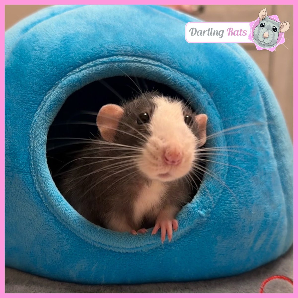 Darling Rats tweet media