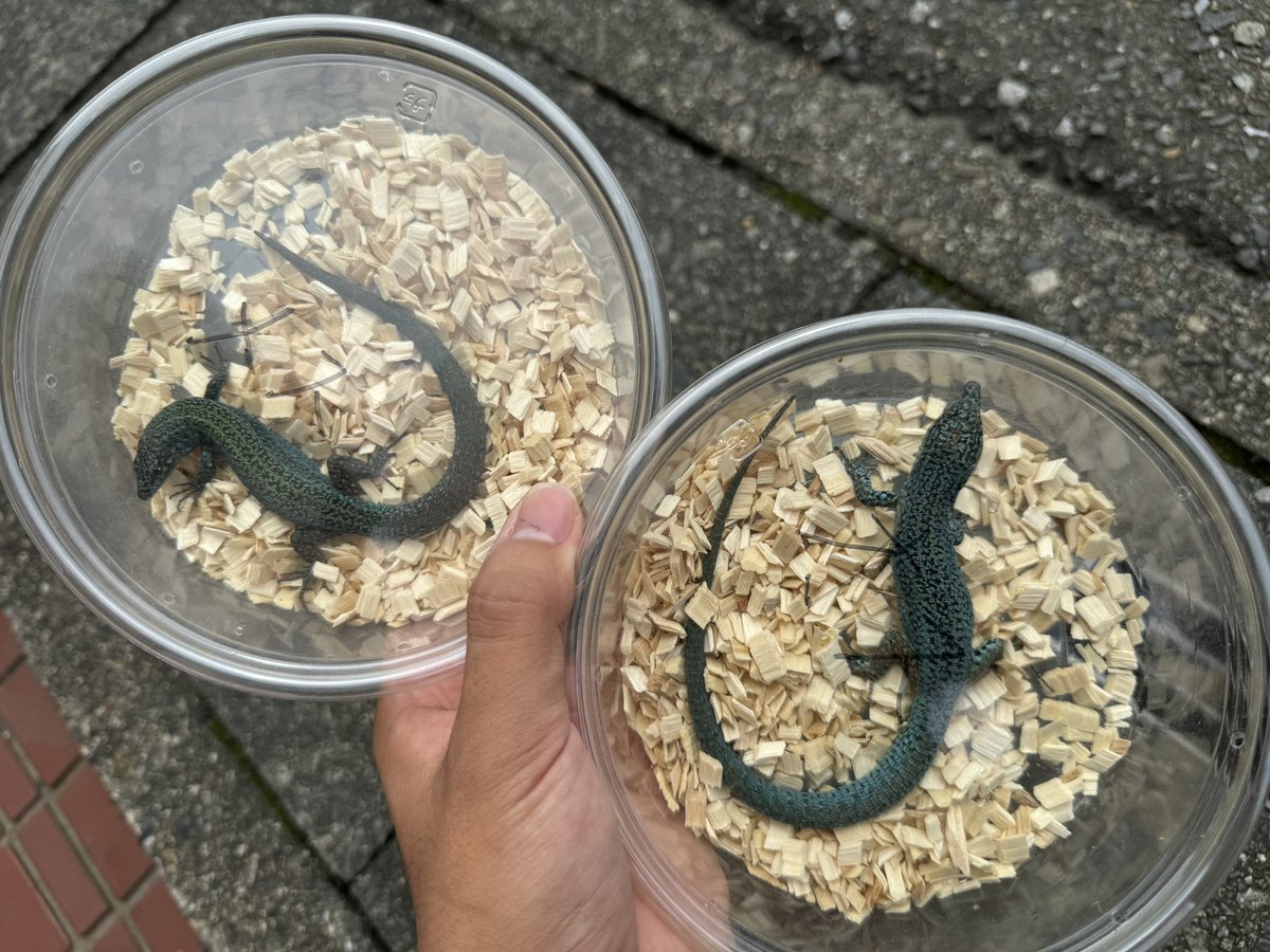 新着🔥🔥🔥 ヴェドラカベカナヘビ ペア カベカナヘビの最高峰になり