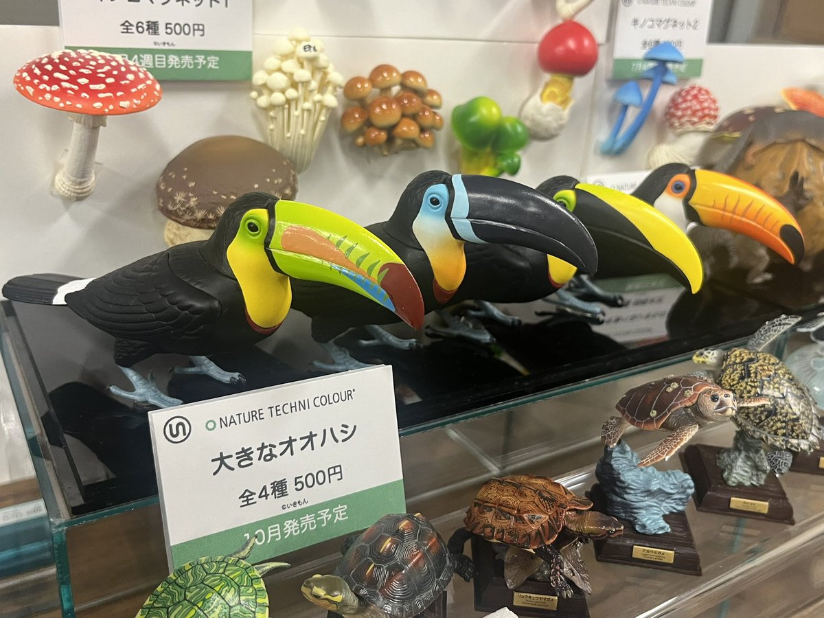 ニショクキムネオオハシ | ZooPicker