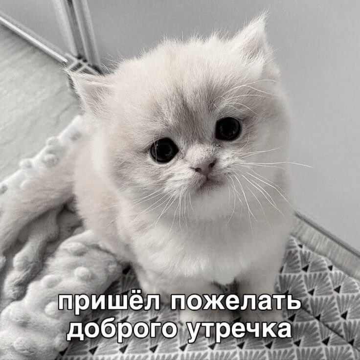 вемуррик tweet media