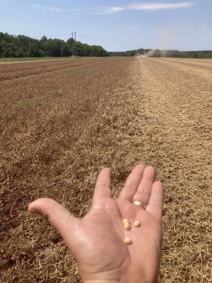 OlivierCOSTE2's tweet image. Tu m’as pas demandé @BONNIN1402,à combien est la moyenne des pois de printemps pour la #Moisson2024 ?
Cette culture du #PlanProtéines arrive à 
35 Qx,4 grains 🟡 en moyenne dans les 🫛 et sur 5 étages .
Où sont les débuts 90,quand on faisait plus de 50 Qx,avec la variété Solara ?