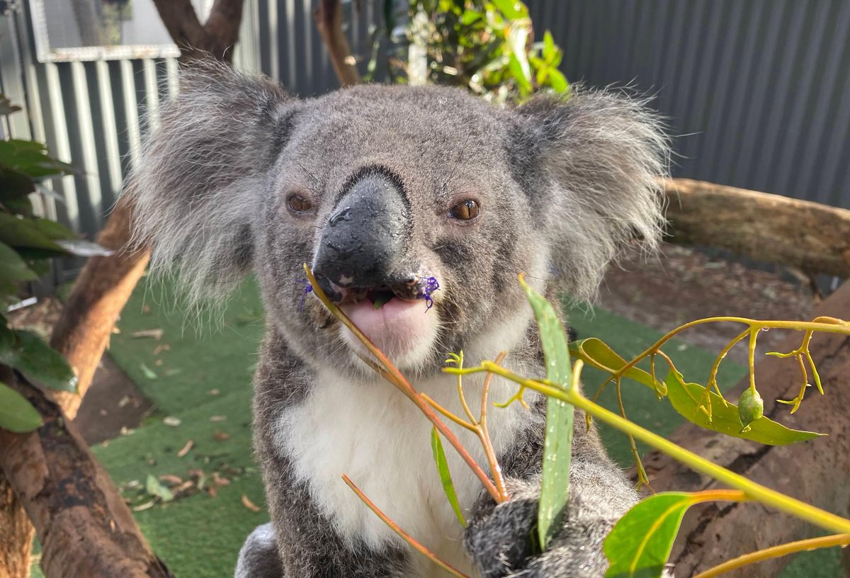 Remember Mikayla 🐨

Mikayla came into care after she was hit by car with her joey Sharon in December 2023.

Well since then Sharon has been released and Mikayla is doing just fine after her surgeries.