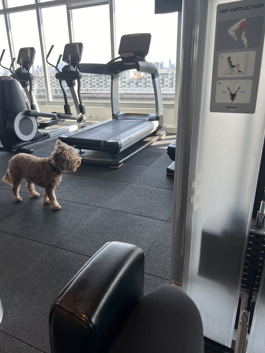 Since when is it okay to have unleashed dogs in a gym?