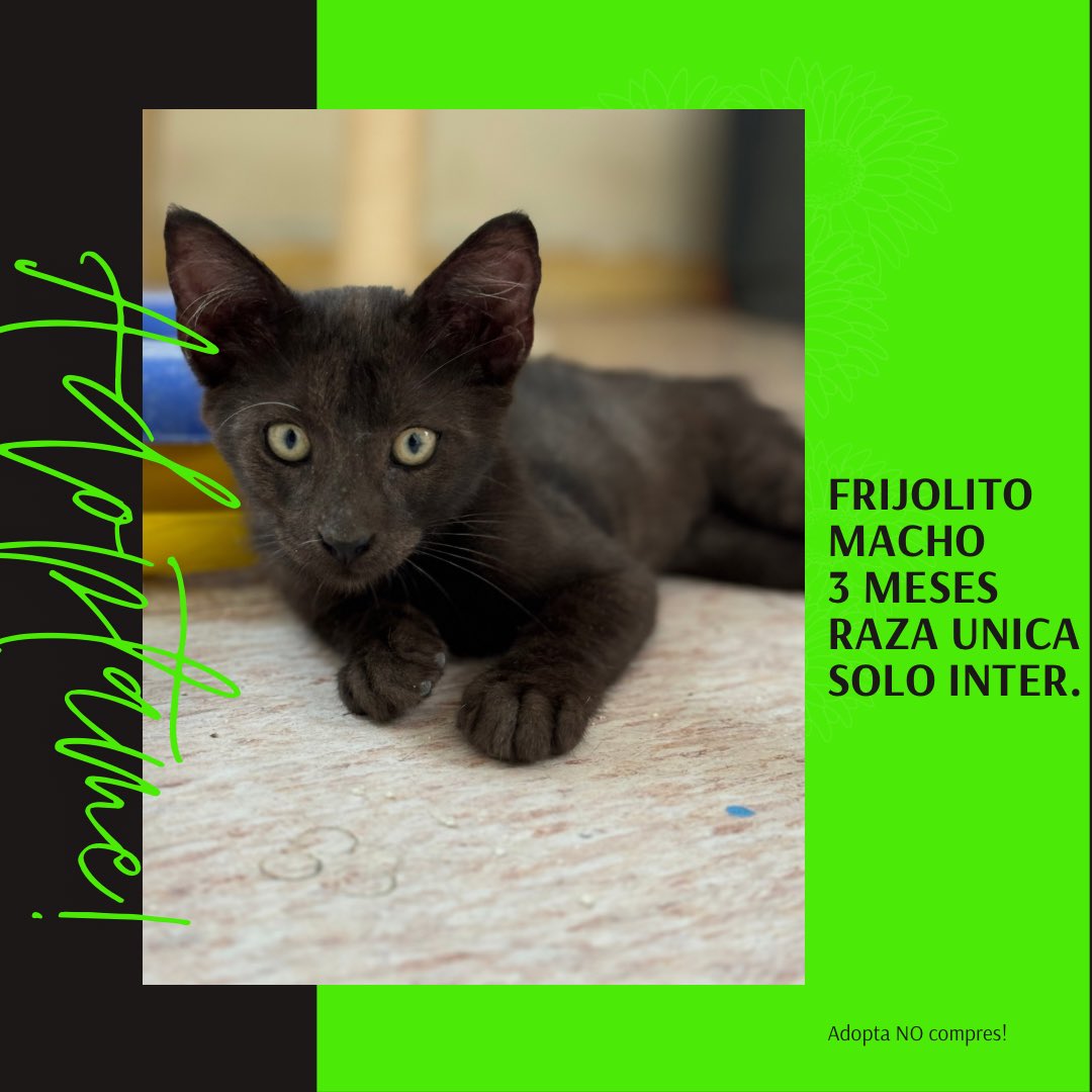 Este pequeñin es FRIJOLITO, tiene 3 meses, macho. Es muy amoroso y jugueton. Buscamos una familia para el. 

Solo interior

Si deseas hacerlo parte de tu familia, llena encuesta aqui:

s.surveyplanet.com/E2bBvSyk