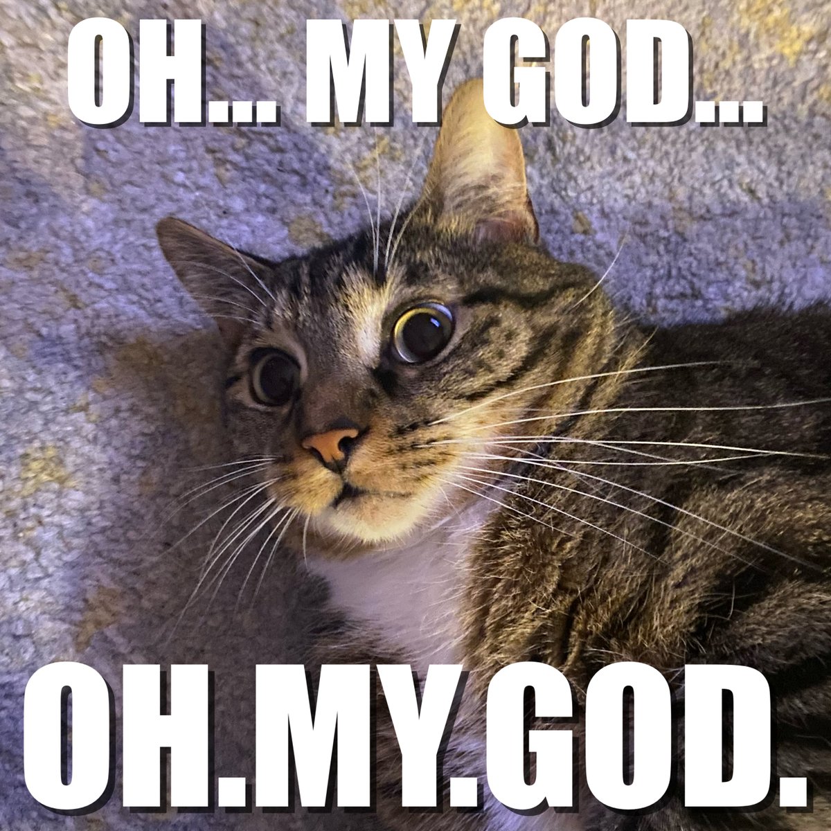 666feli's tweet photo. When I'm at work and I can't remember if I turned off my hair straightener😭 #OMGcat #MCO335 https://t.co/CsMeHDcquk