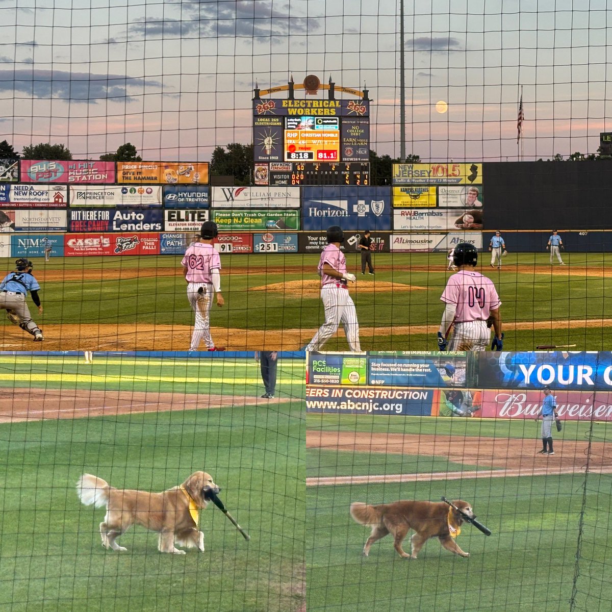 Labpatty72's tweet photo. Beautiful night for a game @TrentonThunder ⚾️🌕🐾 Dash and @BatdogRookie crushed it as usual 🤩 #trentonthunder #dash #rookie #batdogs https://t.co/fi8TfGyUq9