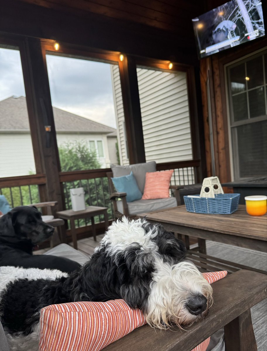 mngonewild's tweet photo. @OfficialOPLive @ReelBearMedia #OPLive #OPNation Goose and Bogey settling in for a night of LEO action! The porch is a great viewing location! #PetsofOPLive https://t.co/lhX4br8lLV