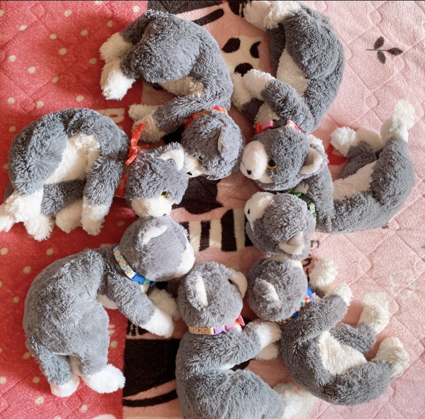34nontk's tweet photo. 癒やされる子達🐾 https://t.co/8F8smEx40u