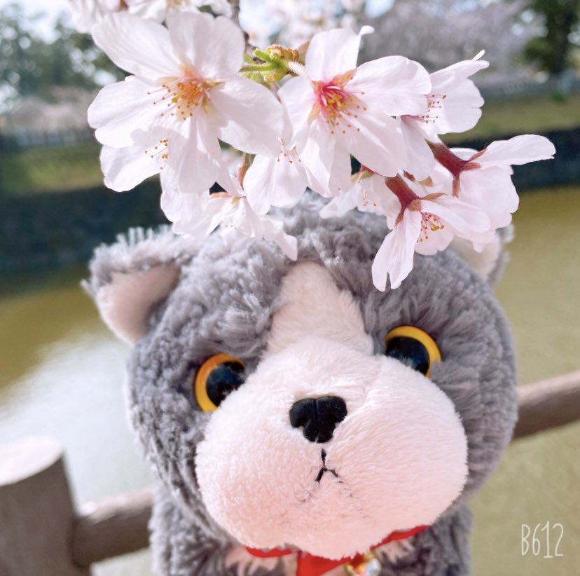 34nontk's tweet photo. 癒やされる子達🐾 https://t.co/8F8smEx40u