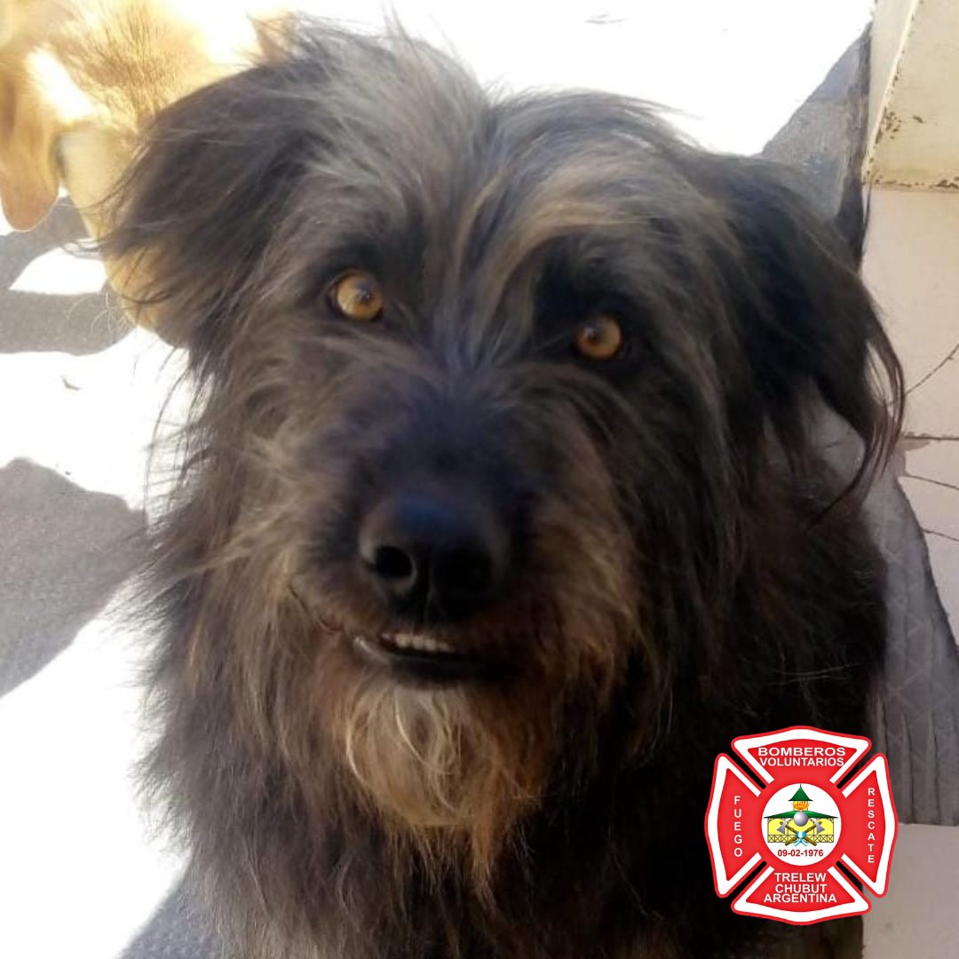 bomberosvtw's tweet photo. URGENTE 
SE EXTRAVIARON DOS CANES, UNO DE ELLOS ES DE NUESTRA BRIGADA K9. EL OTRO CAN ES DE LA FAMILIA DE NUESTRO BOMBERO. CUALQUIER INFORMACIÓN COMUNICARSE AL 100. @barciaml @Canal12web @ElChubut @JornadaWeb @MaruOrtizTw @aleseputrelew @radio3trelew @RadioChubut https://t.co/EClophvP3O