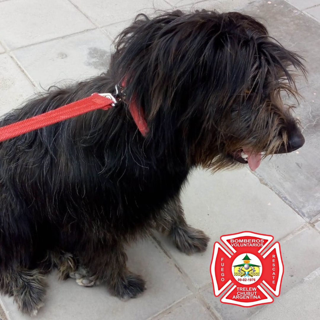 bomberosvtw's tweet photo. URGENTE 
SE EXTRAVIARON DOS CANES, UNO DE ELLOS ES DE NUESTRA BRIGADA K9. EL OTRO CAN ES DE LA FAMILIA DE NUESTRO BOMBERO. CUALQUIER INFORMACIÓN COMUNICARSE AL 100. @barciaml @Canal12web @ElChubut @JornadaWeb @MaruOrtizTw @aleseputrelew @radio3trelew @RadioChubut https://t.co/EClophvP3O
