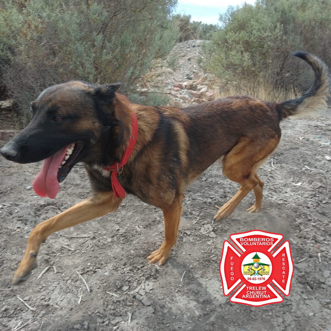 bomberosvtw's tweet photo. URGENTE 
SE EXTRAVIARON DOS CANES, UNO DE ELLOS ES DE NUESTRA BRIGADA K9. EL OTRO CAN ES DE LA FAMILIA DE NUESTRO BOMBERO. CUALQUIER INFORMACIÓN COMUNICARSE AL 100. @barciaml @Canal12web @ElChubut @JornadaWeb @MaruOrtizTw @aleseputrelew @radio3trelew @RadioChubut https://t.co/EClophvP3O