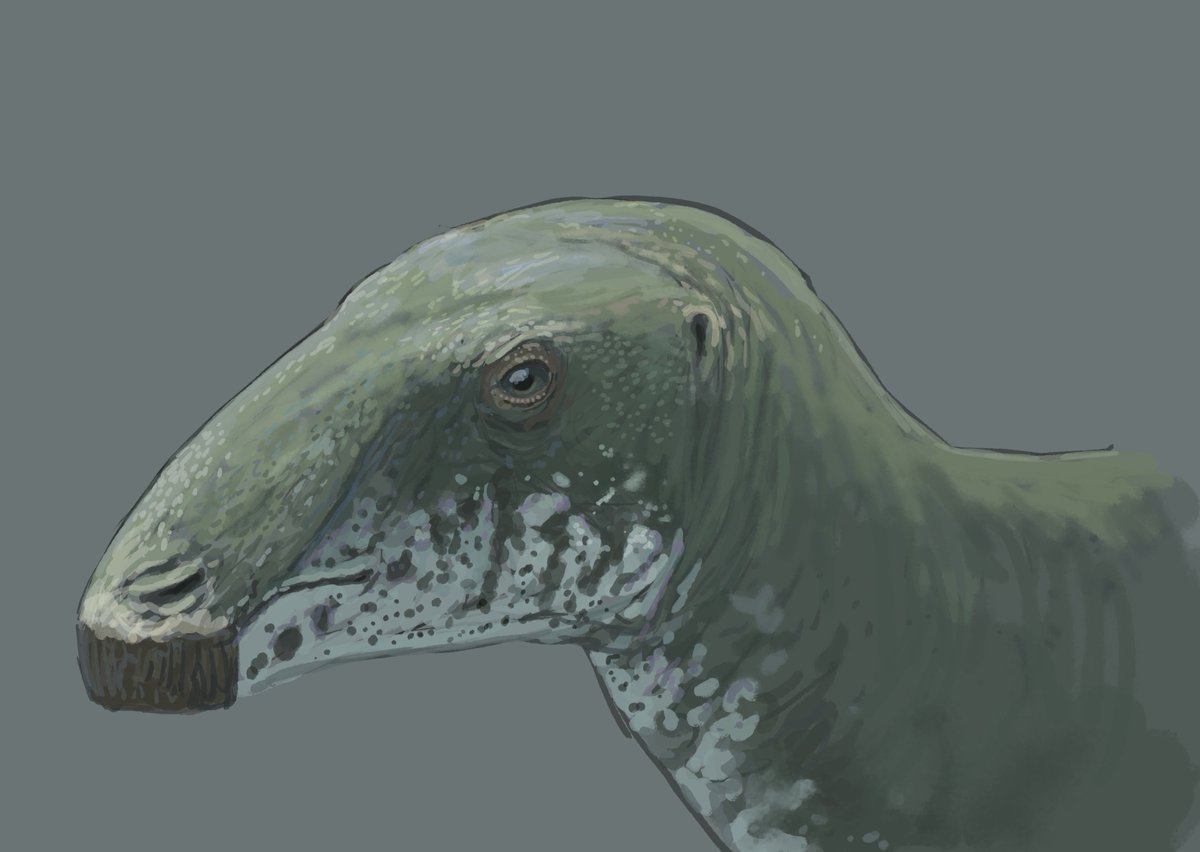JoschuaKnuppe's tweet photo. Results from the Flocking #paleostream!
Morturneria, Atopodentatus, Comptonatus and Trigonosaurus. https://t.co/CEddZC5dIB