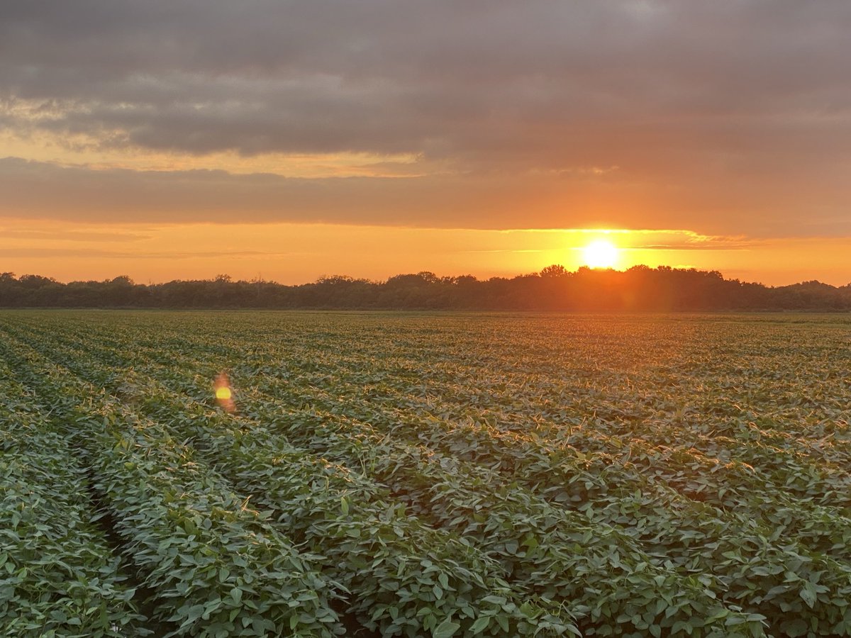 cropmaker79's tweet image. Life ain’t always beautiful, but some days it is.