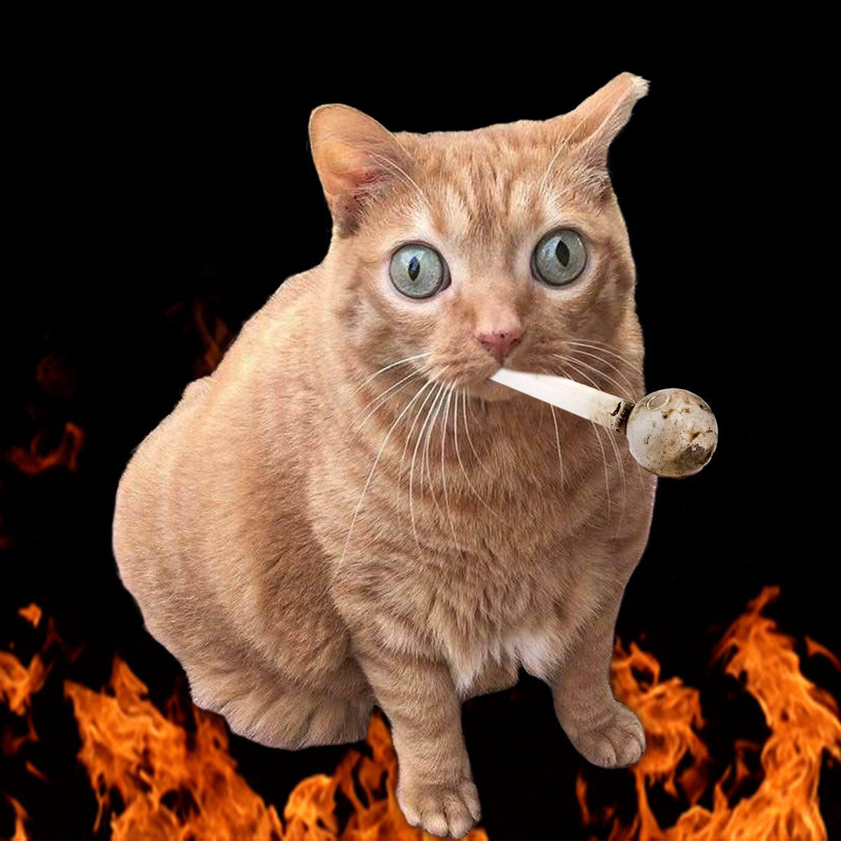 TweakinOnSol's tweet photo. holy shit time to tweak tf out https://t.co/eU35ExRgdK