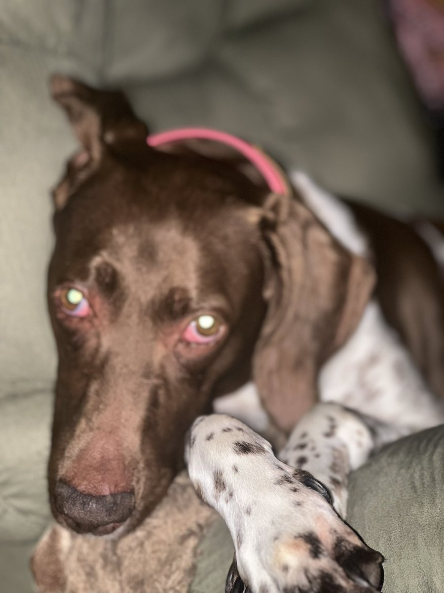 kellisue34's tweet photo. @OfficialOPLive @ReelzChannel Sadie Kate wants to pet of the night. #OPLive https://t.co/YzBMJ0aFMi