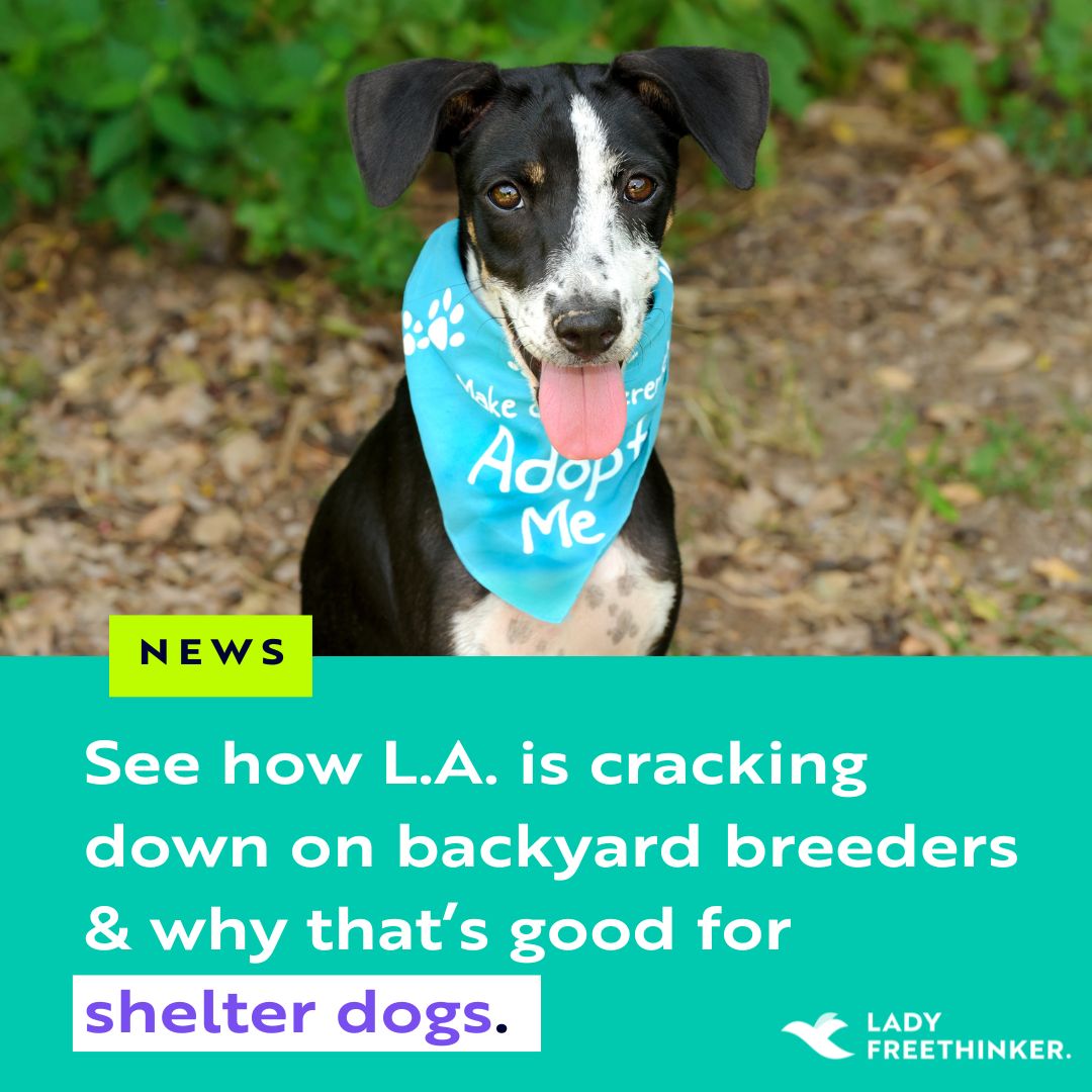 LadyFreethinker's tweet photo. #GoodNews for animals in #LA: The community is CRACKING DOWN on cruel #backyardbreeders!

A new tip line is empowering the community to report the inhumane breeding operations anonymously – making it easier for people to speak up for #dogs!

Learn more: https://t.co/y15yqTIiAT https://t.co/3wKPaJCQuv