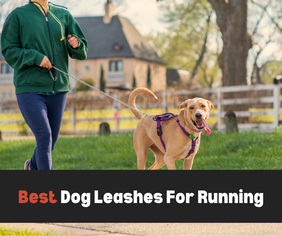 HeyDoggytastic's tweet image. Looking for the best leash for your running buddy? Discover our top picks for dog running leashes! 👉 Check the comments. 

#DogRunning #PetGear