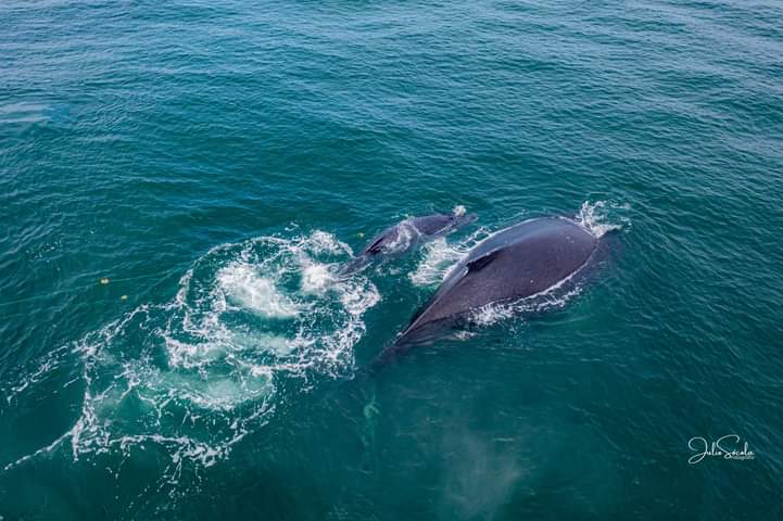 Noticias360Peru's tweet photo. #FinalFeliz en la Reserva Mar Tropical de #Grau. Tras 8 horas, buzos de #Tumbes, en colaboración con @naval_peru y @SERNANP, lograron rescatar al ballenato que había quedado atrapado en redes de pesca frente a las costas de Canoas de #PuntaSal La madre nunca abandonó a la cría. https://t.co/QK9422GKmC