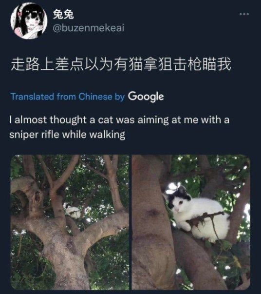 Punch Cat (@punchingcat) on Twitter photo 