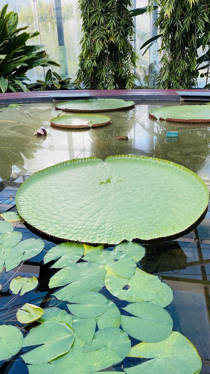 mitzyelliott's tweet photo. #AlphabetChallenge
#WeekCforCircle
#AdelaideBotanicGarden. July ‘21 https://t.co/GEHdIE9YMf