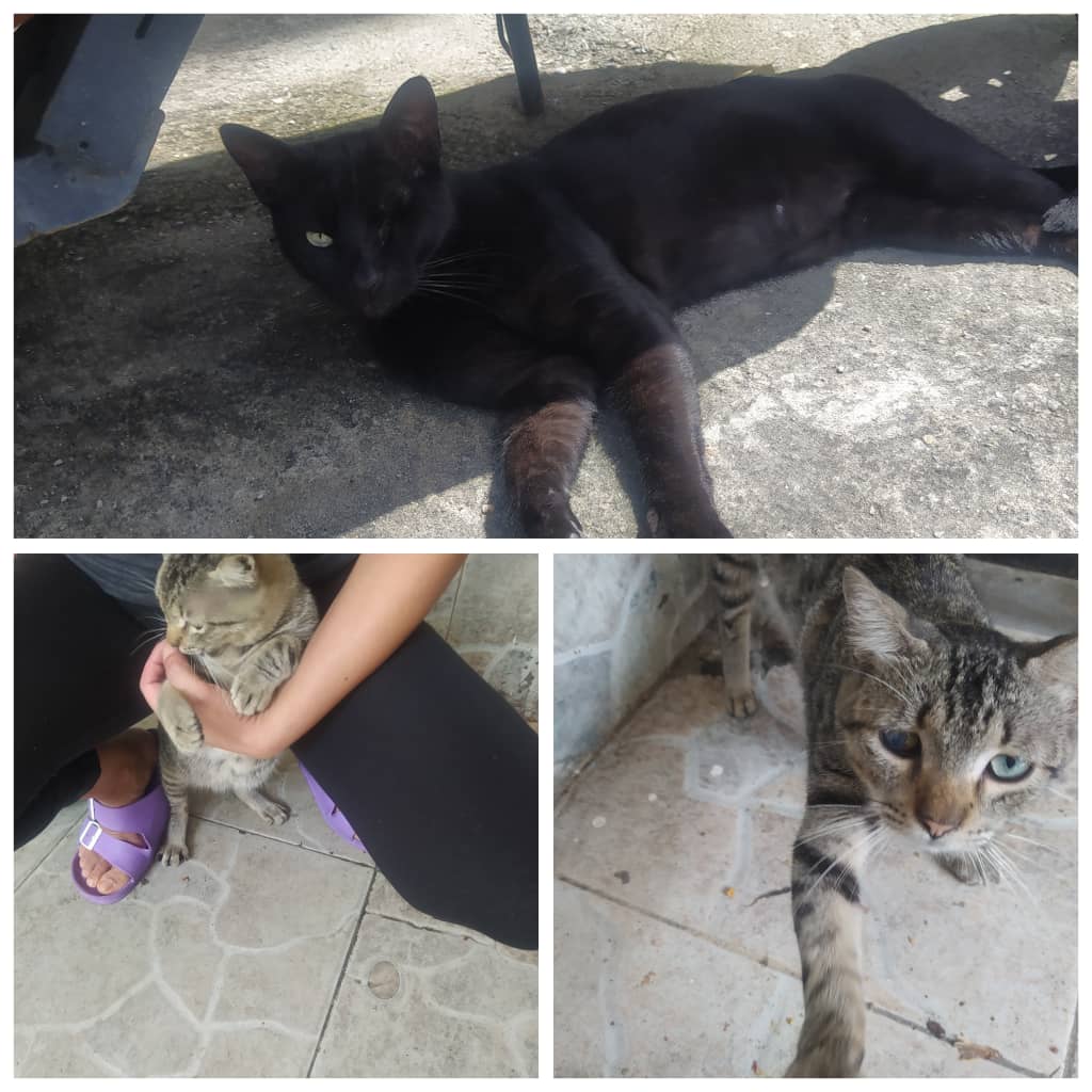 yaracalcagno's tweet photo. Difundo Estos 2 gatos requieren urgente adopción o resguardo,los vecinos los quieren botar lejos de la zona,el negrito perdió un ojo debido a que un mal nacido le dió una patada, el gris lo abandonaron con un ojito en mal estado y lo perdió, ambos están castrados 0416-2833271 Ccs https://t.co/NfoM0GRnCI