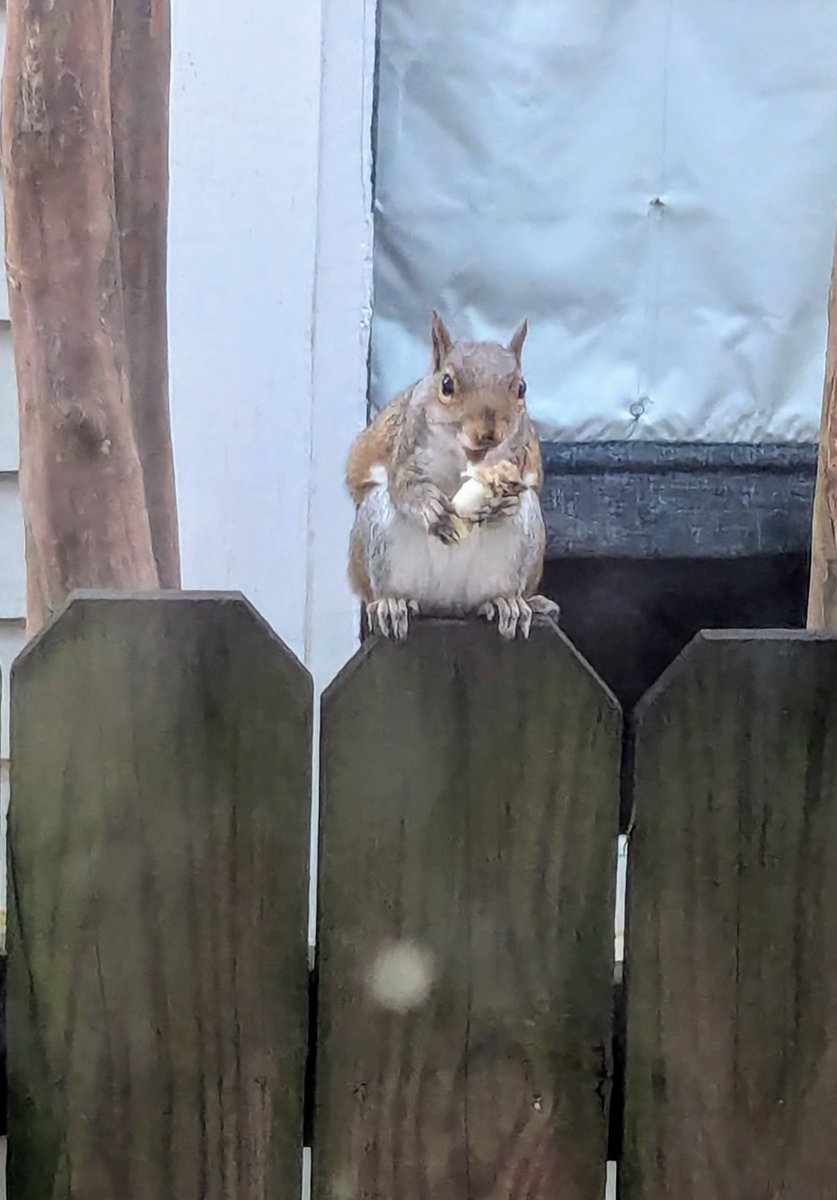 Ivy08464131's tweet photo. @Dominurtrix Not a pet. I don't even like squirrels since one ate the wiring harnesses on my car once, but this guy outside my window was too good to pass up the photo opp. https://t.co/N2Ls7SUITb