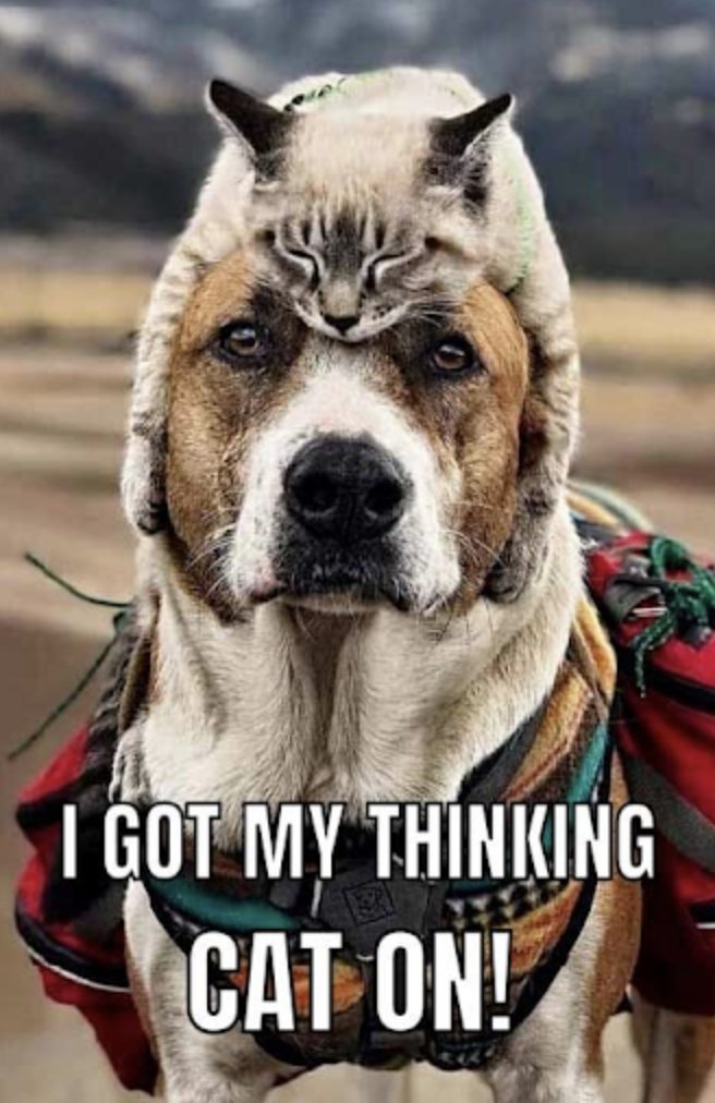 kimkomando's tweet photo. 😂🐶🐱 "I got my thinking cat on!" When you need all the brainpower you can get. Who else needs a thinking cat today? #PetHumor #ThinkingCat #DogAndCat https://t.co/PPx63iOCOX