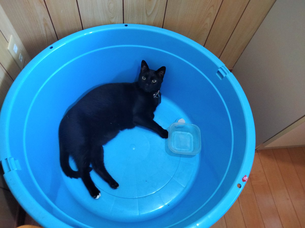 BertiePage's tweet photo. This means that he wants a bath, right? 
He's actually pointing to his water tub which he demands to have refilled.
Diamond Joe has a regular water bowl and this kiddy pool set up, so that he can enjoy tipping over his water whenever he likes.
🌞 Stay hydrated! https://t.co/P4Oqc3KJvG