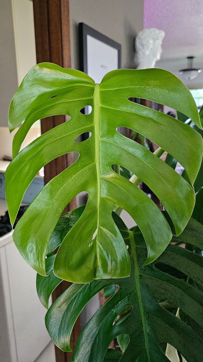 pottedperf's tweet photo. Monstera Thai Constellation🥺 https://t.co/w3bIlmvsw8