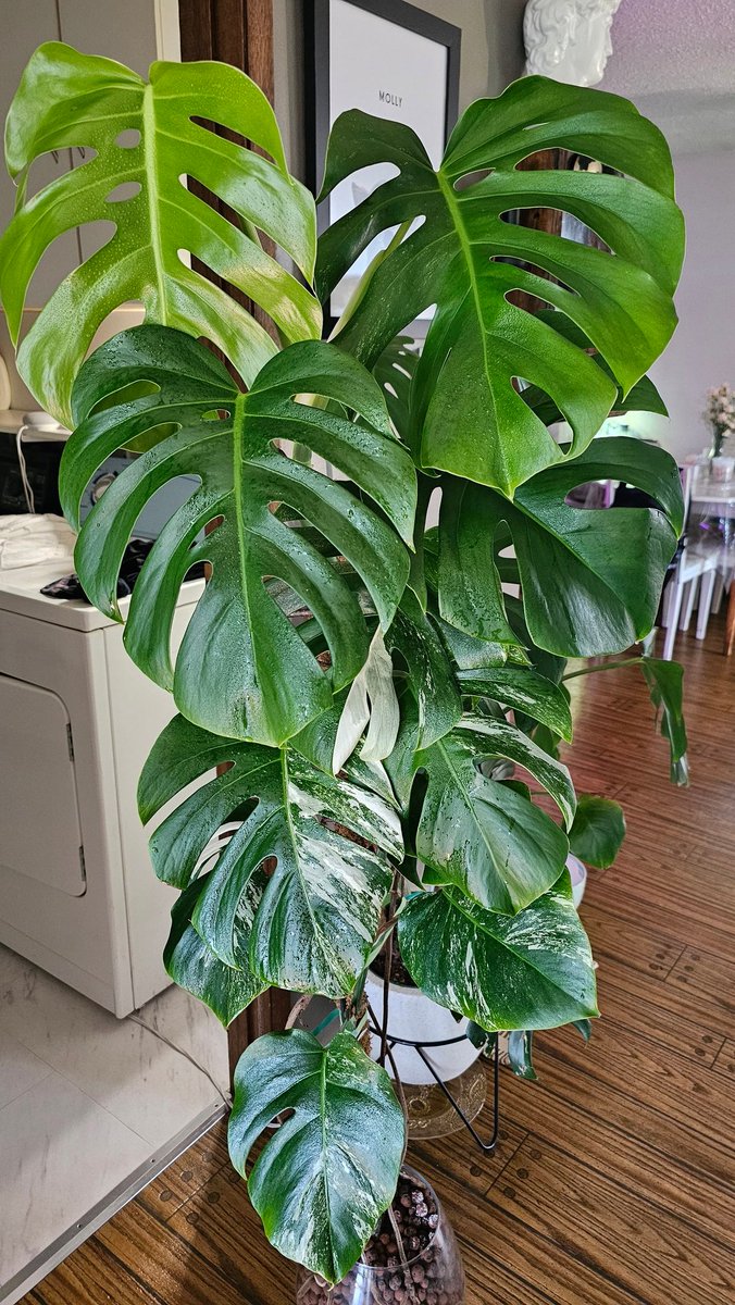 pottedperf's tweet photo. Monstera Thai Constellation🥺 https://t.co/w3bIlmvsw8