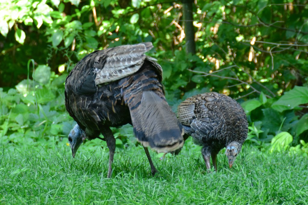 yanneyboy1's tweet photo. Mama Turkey came by with her offsprings today...
I finally had the chance to meet her grown up chicks! (8 of them)😊
@BetterParties @grub12321 @RicardoCalvrio1
@333mzma @CeriWillott @Mayascribe
#wildturkeys #wildlifeinmybackyard #wildlifemoments #bekindtoanimals #beonewithnature https://t.co/lmRa45UMJg