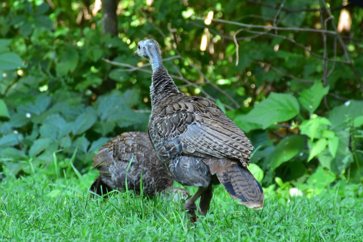 yanneyboy1's tweet photo. Mama Turkey came by with her offsprings today...
I finally had the chance to meet her grown up chicks! (8 of them)😊
@BetterParties @grub12321 @RicardoCalvrio1
@333mzma @CeriWillott @Mayascribe
#wildturkeys #wildlifeinmybackyard #wildlifemoments #bekindtoanimals #beonewithnature https://t.co/lmRa45UMJg