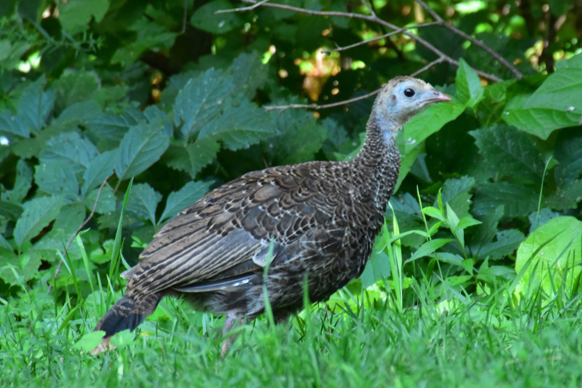 yanneyboy1's tweet photo. Mama Turkey came by with her offsprings today...
I finally had the chance to meet her grown up chicks! (8 of them)😊
@BetterParties @grub12321 @RicardoCalvrio1
@333mzma @CeriWillott @Mayascribe
#wildturkeys #wildlifeinmybackyard #wildlifemoments #bekindtoanimals #beonewithnature https://t.co/lmRa45UMJg